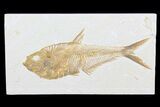 Excellent, Diplomystus Fossil Fish - Wyoming #77797-1
